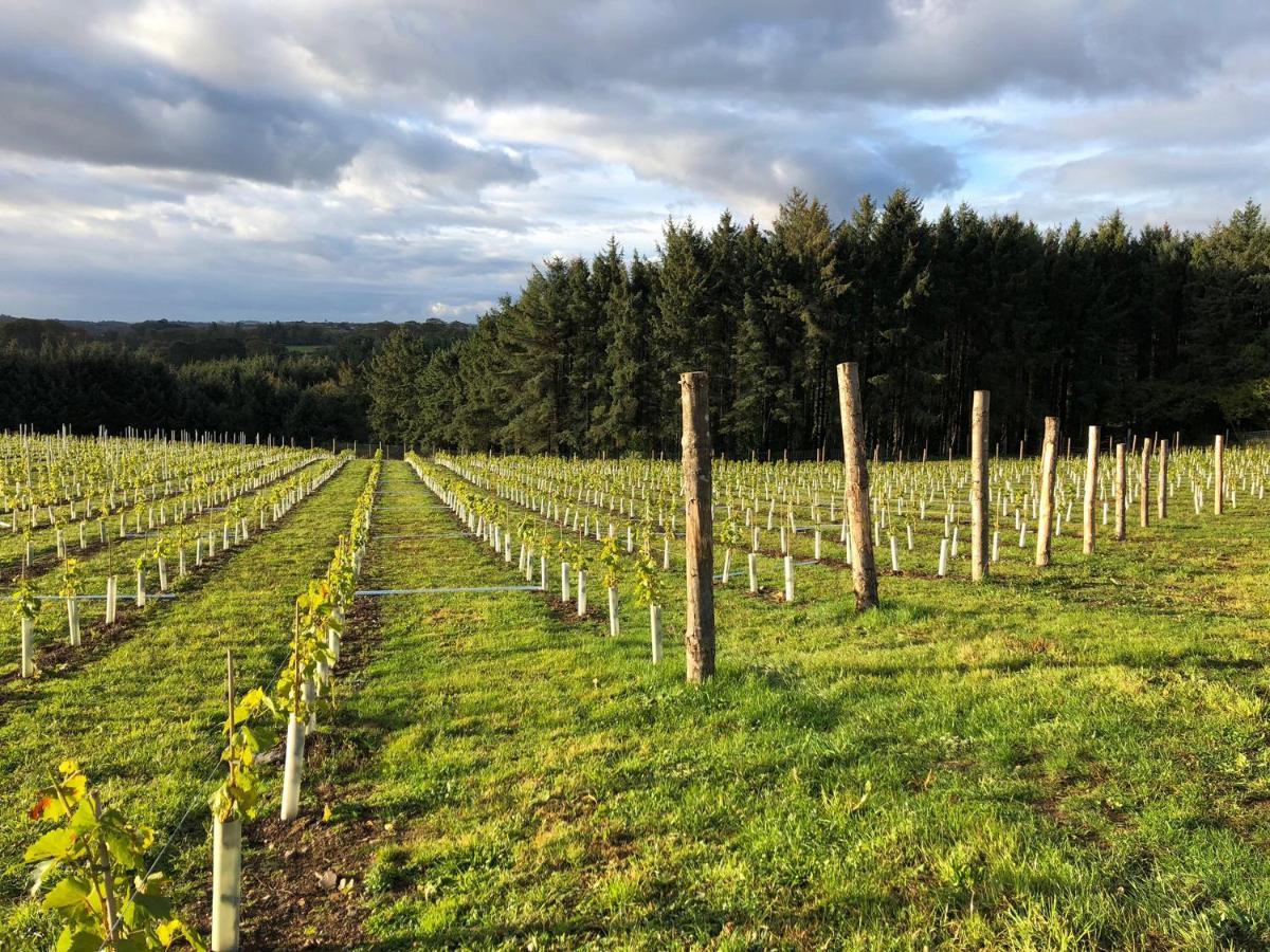 Tregoninny Vineyard And Woodland Farmhouse Truro Exterior photo